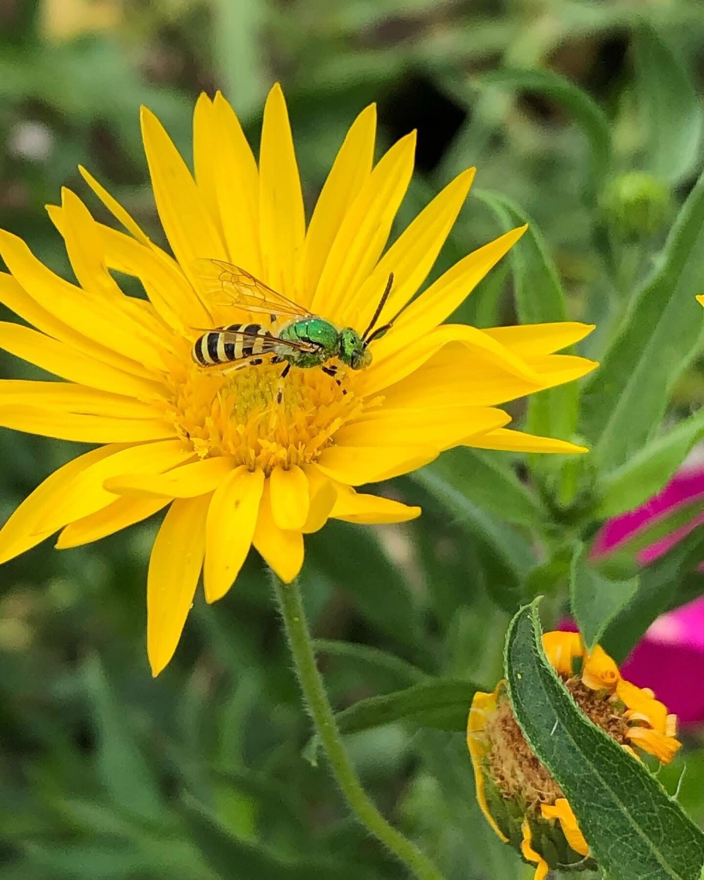 A green bee nectaring on a yellow flower with ray petals and a yellow center
