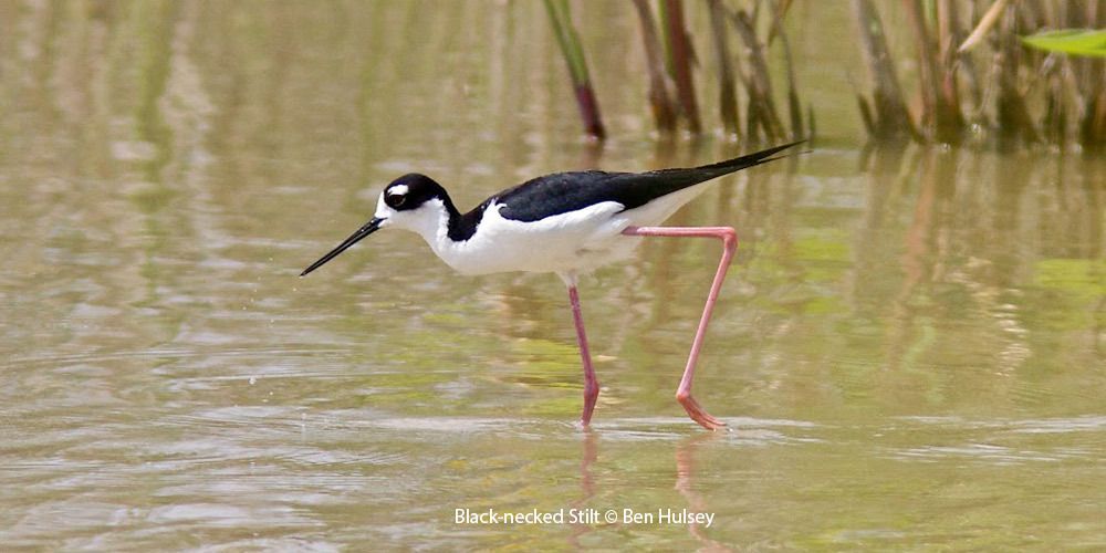 Black-necked Stilt 