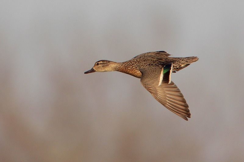 Green-winged Teal