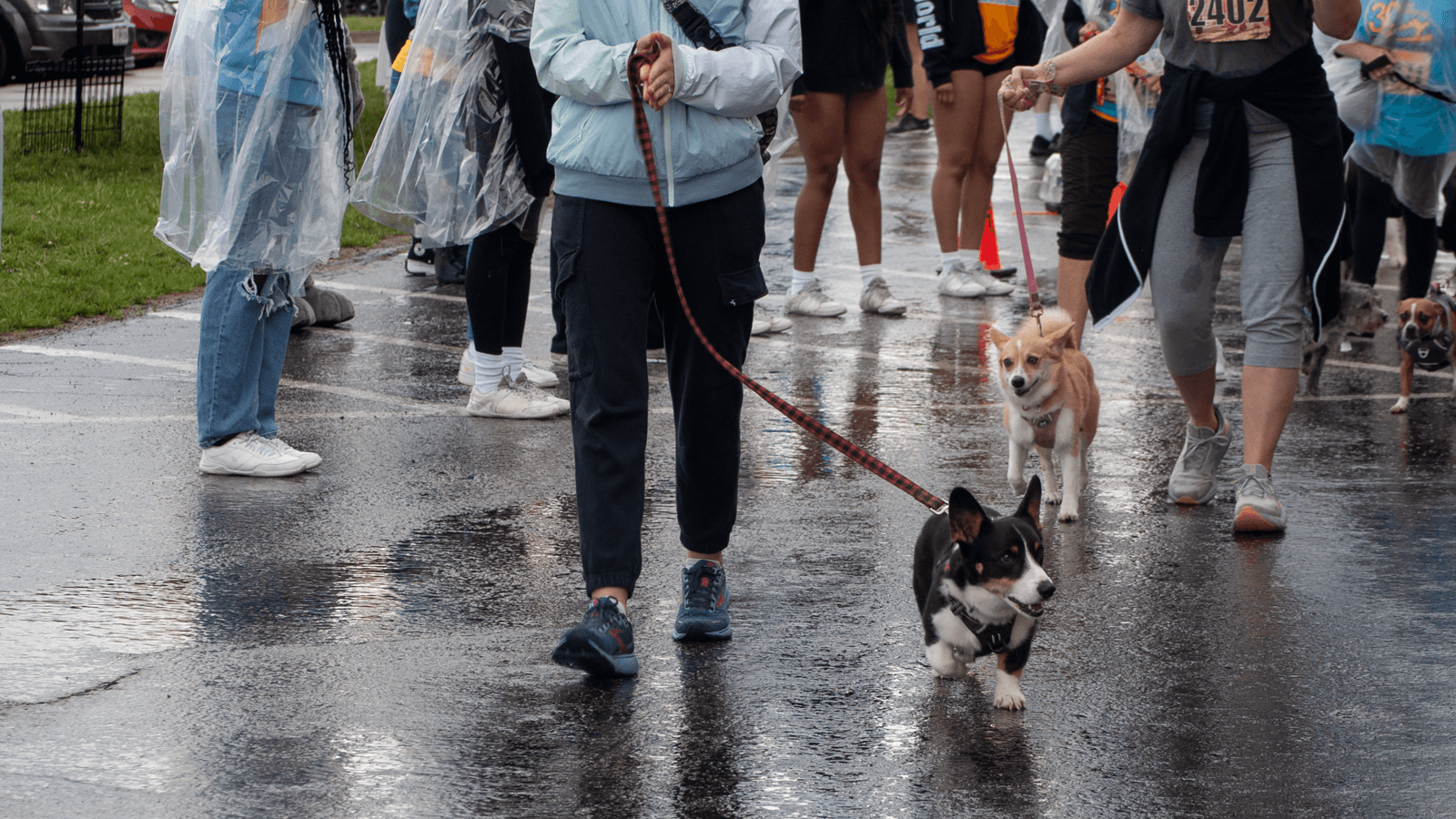 5K for Health invites dog lovers to register