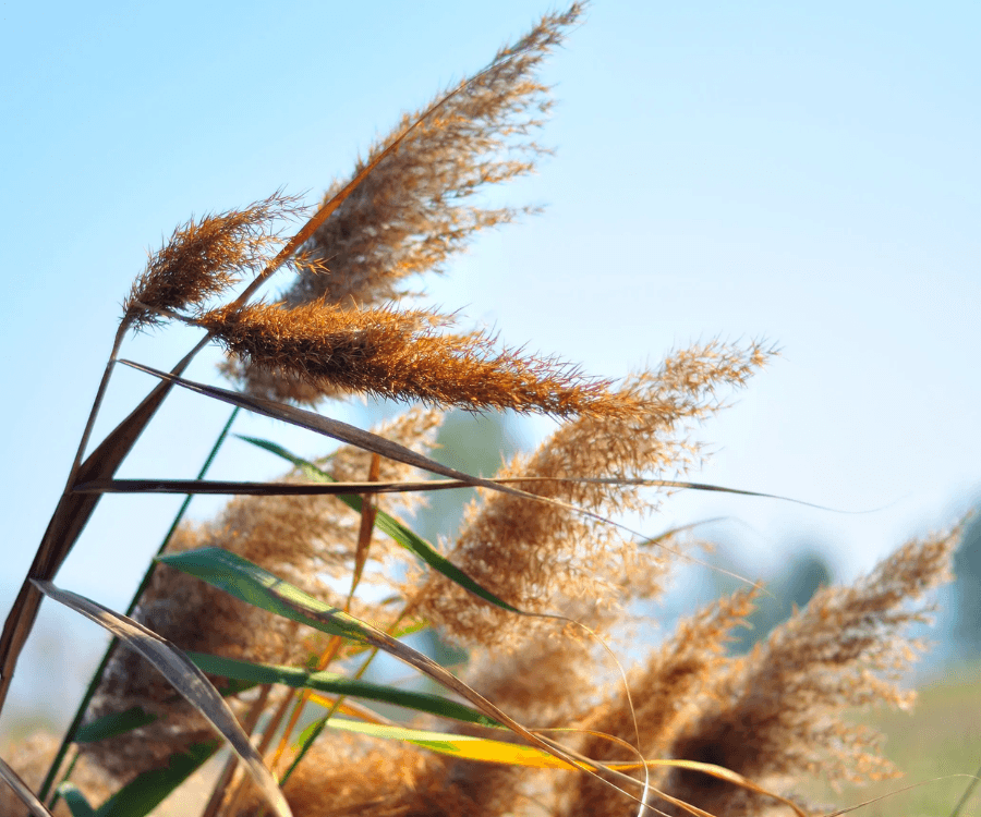 Common Reed