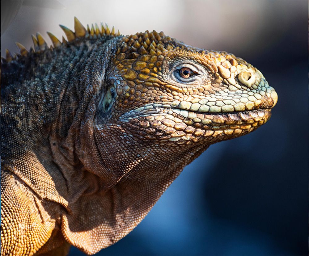 Closeup of a marine iguana 