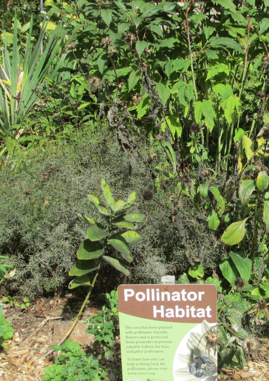 Gardening for Pollinators