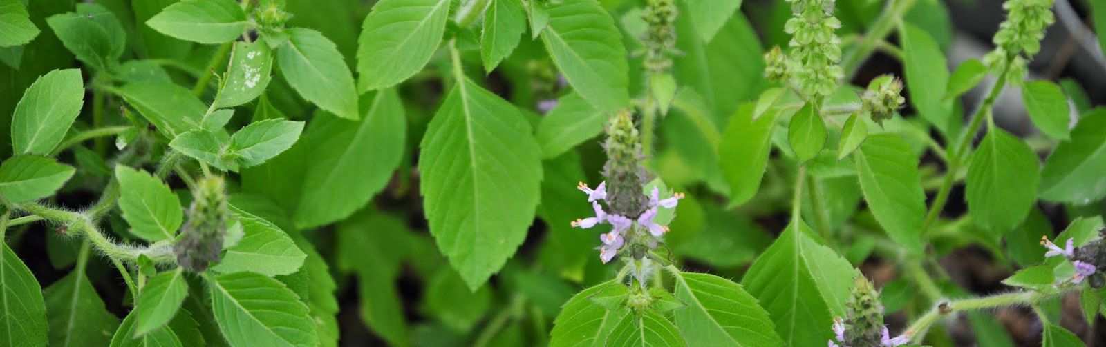 Holy Basil Benefits Herbal Medicine Mederi Center