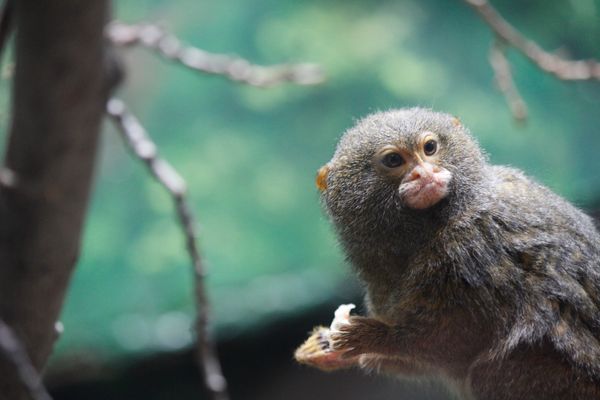 Pygmy Marmoset