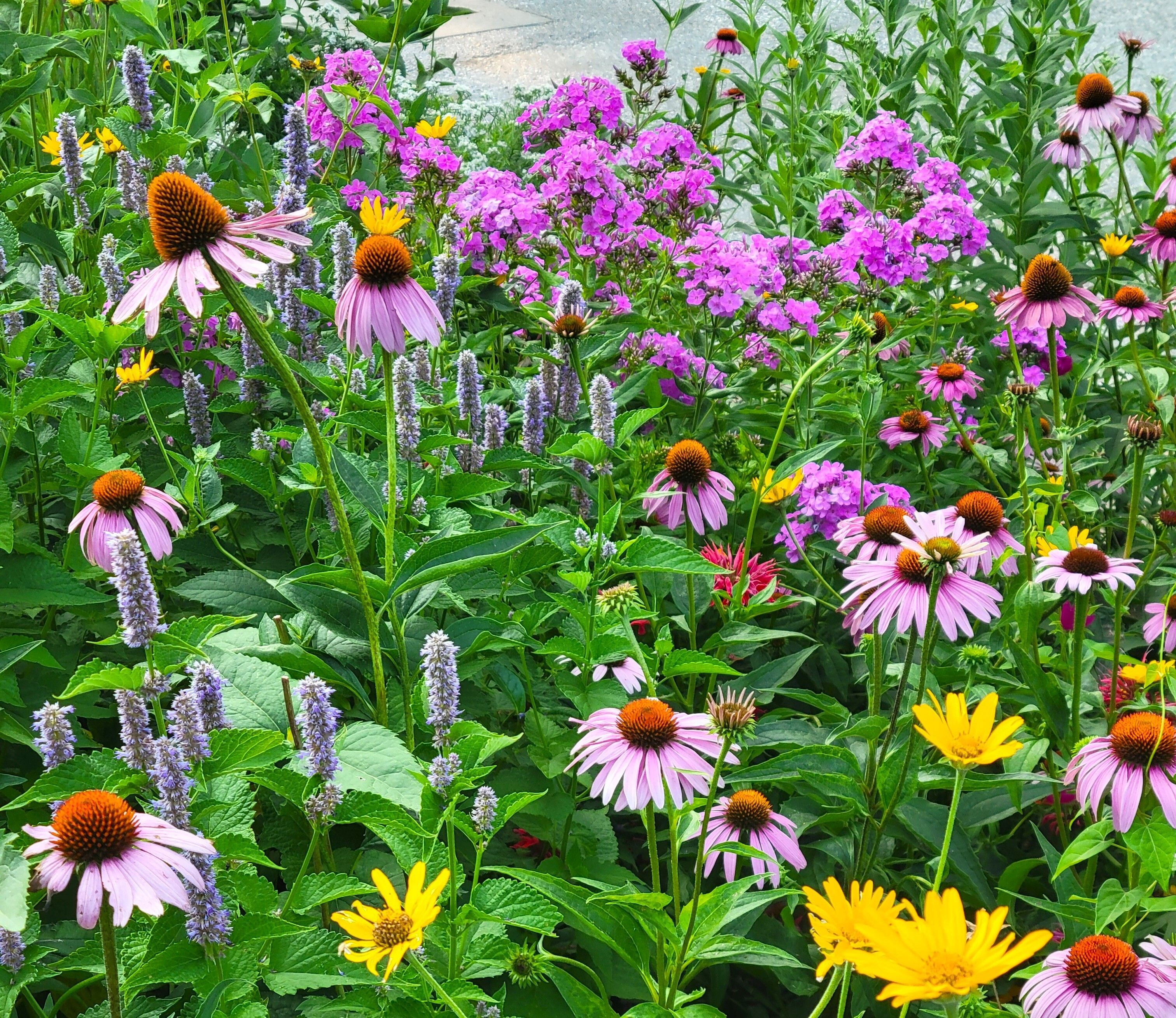 A black and orange butterfly on top of a pink coneflower bloom 