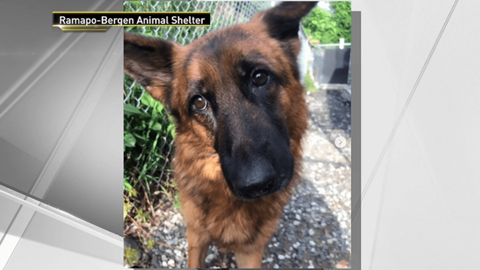 Mystery Surrounds Group of German Shepherds Found Abandoned Across NJ (NBC New York)