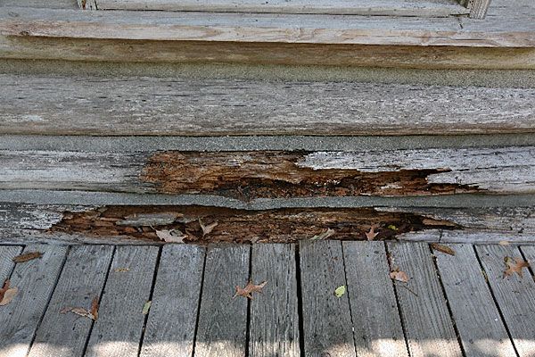 Damage to Logs - 2011