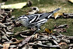 Beak of the Week: Black-and-white Warbler