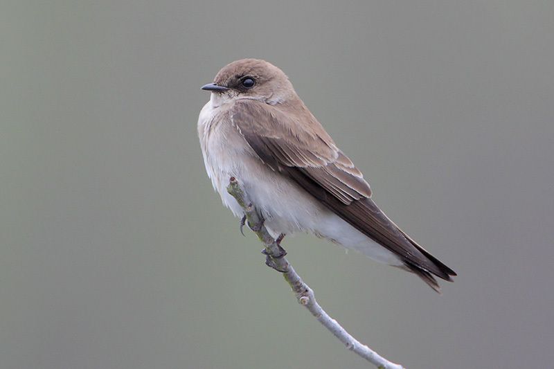 Northern Rough-winged Swallow