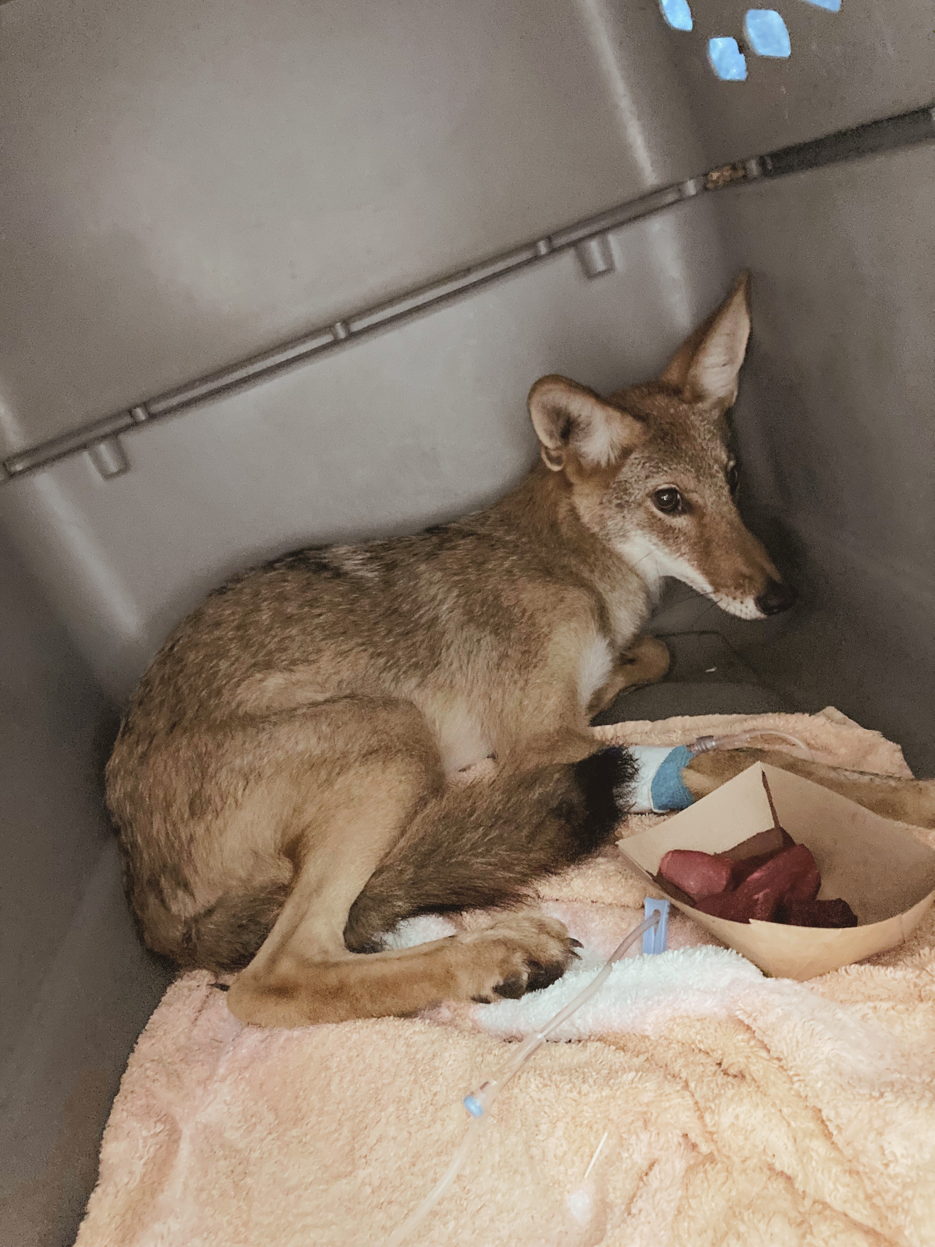 Rescue coyote curled up in her crate with a big plate of yummy food just after her medical exam. She looks scared, but she is in good hands.