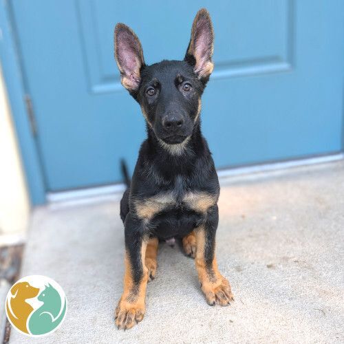 SIMPLE SIMON - Adoption Pending!