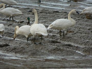 WA sets up hotline for sick swans