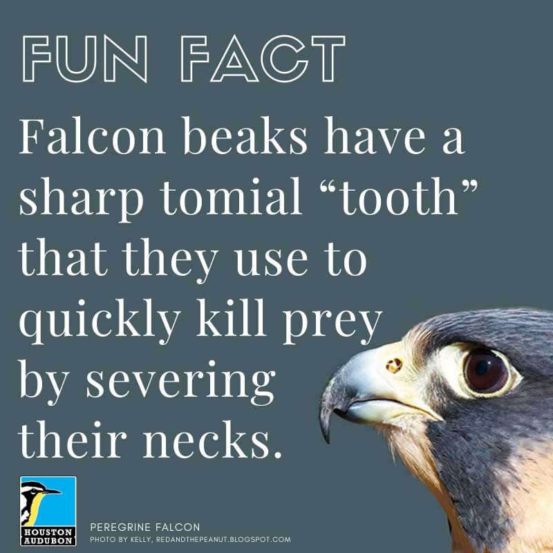 Fun fact about falcons