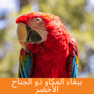 Green-Winged Macaw