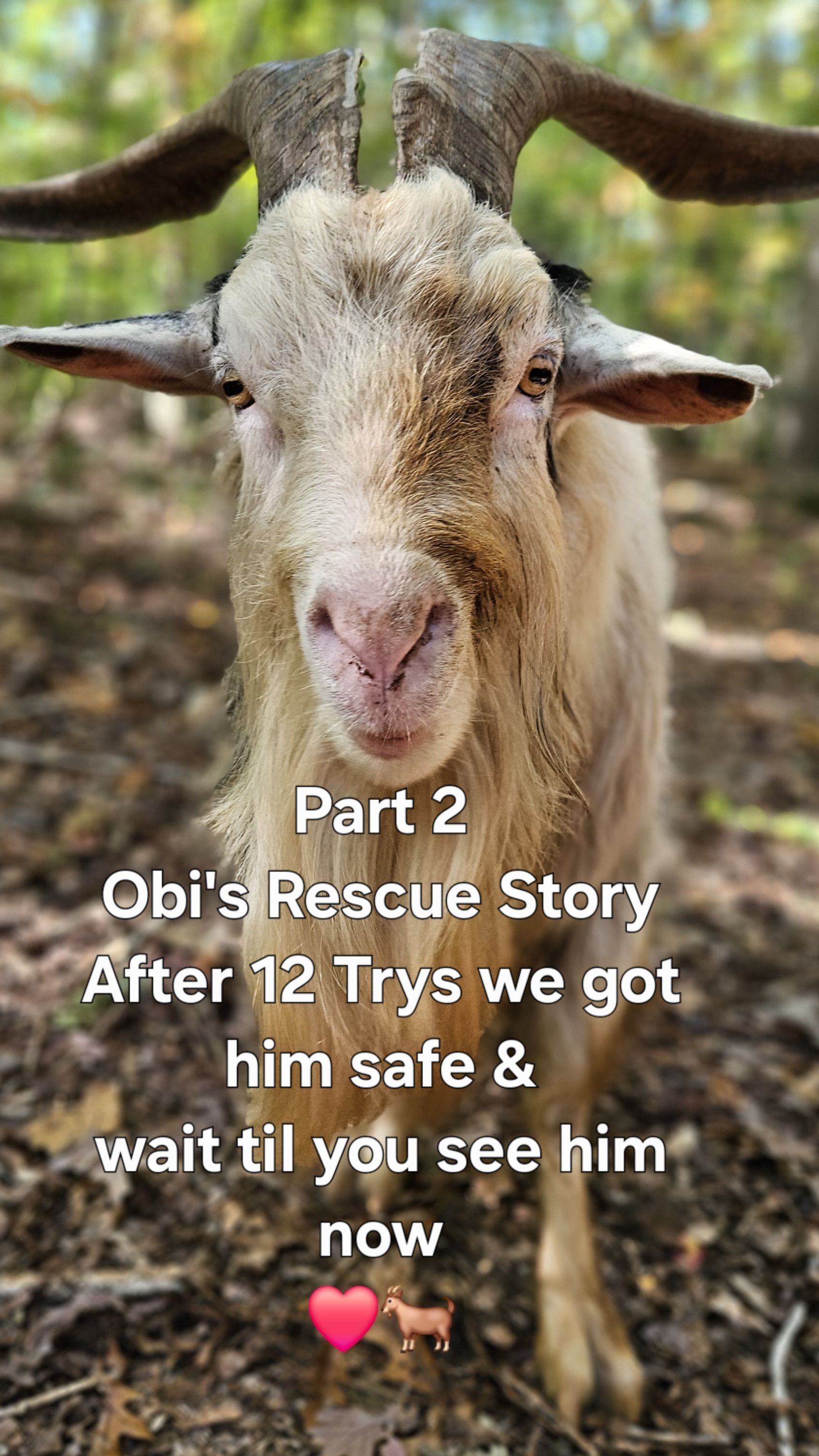 Watch Part 2 of Obi's Rescue Story