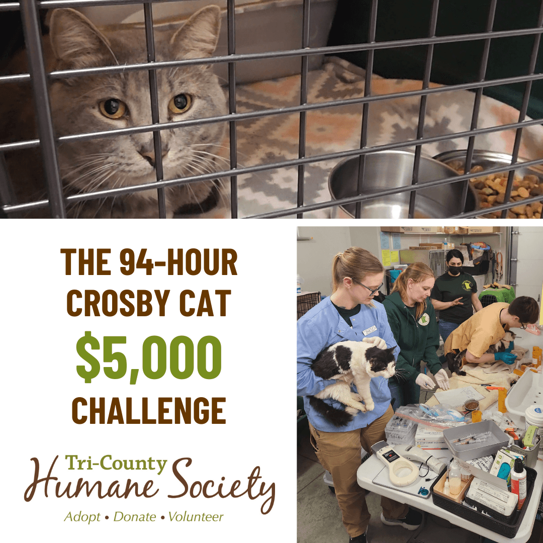 Join the 94-Hour Crosby Cat $5,000 Challenge!