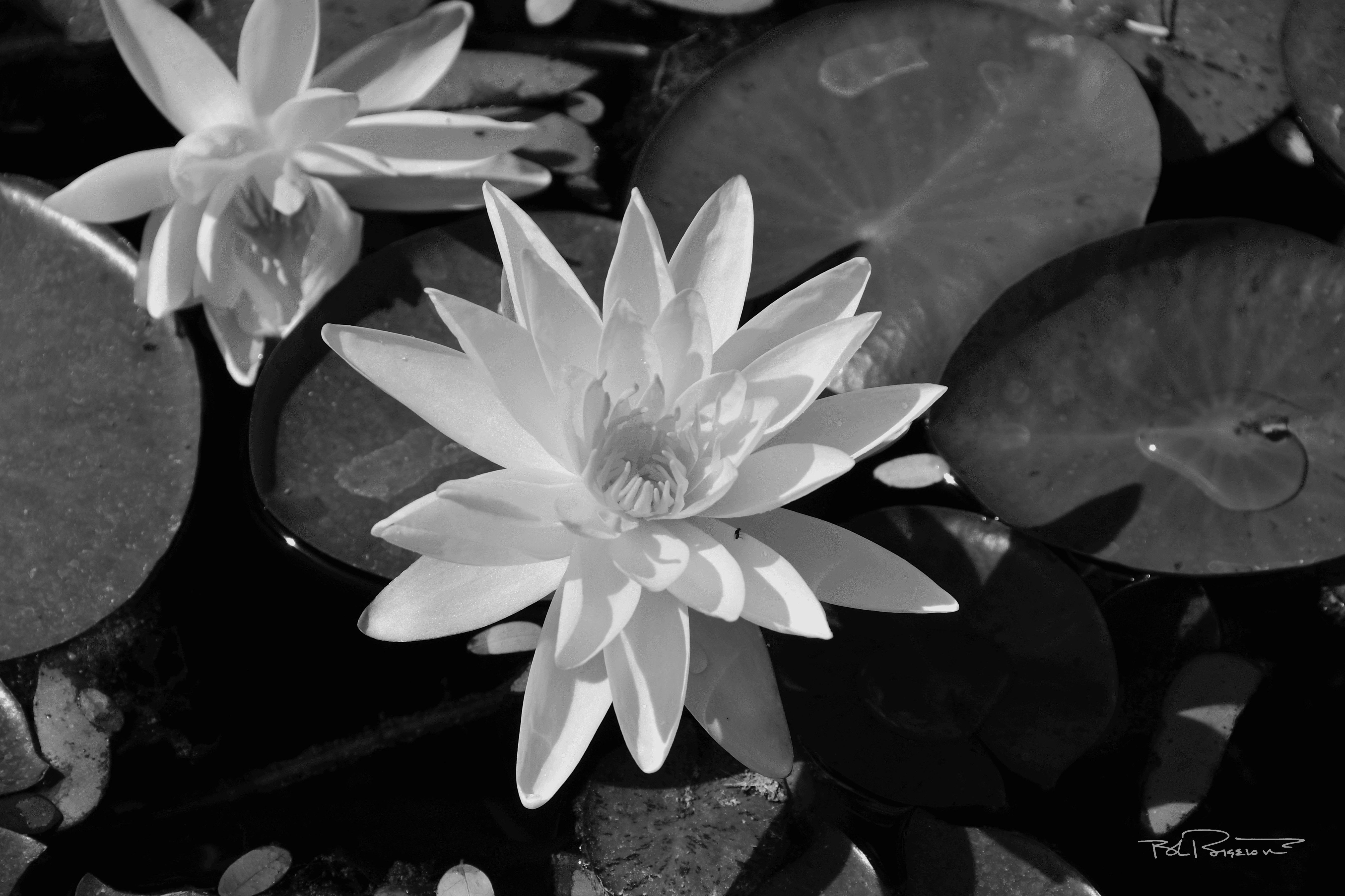 Water Lilies B&W