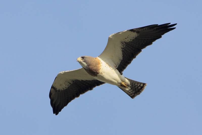 Swainson’s Hawk