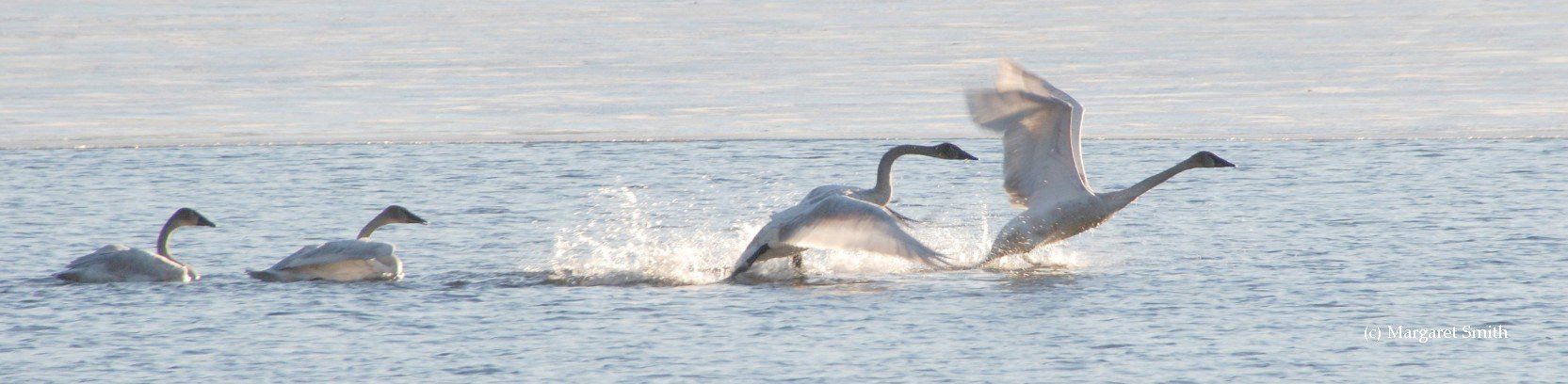 The Trumpeter Swan Society website is filled with information about Trumpeter Swans including Flight profiles.  Here you can see the progression of flight profiles as 4 Trumpeter Swans take off from water.