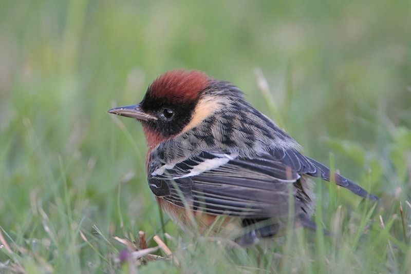 Bay-breasted Warbler