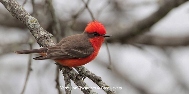 Vermilion Flycatcher