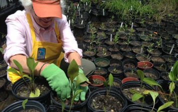 Houston Audubon's Natives Nursery