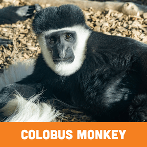 Black and White Colobus Monkey