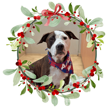 Dog in a holly wreath