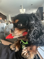 Luna - ADOPTED