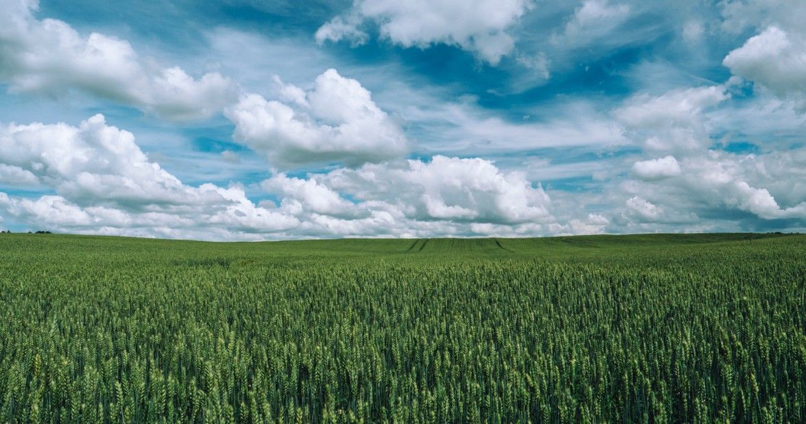green wheat field with clouds in sky