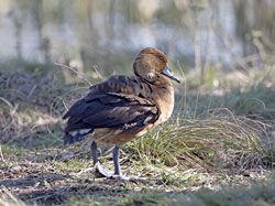 Fulvous Whistling-Duck (juvenile)