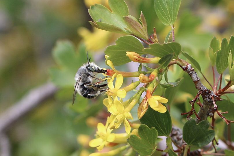 Bee pollinating a flower.