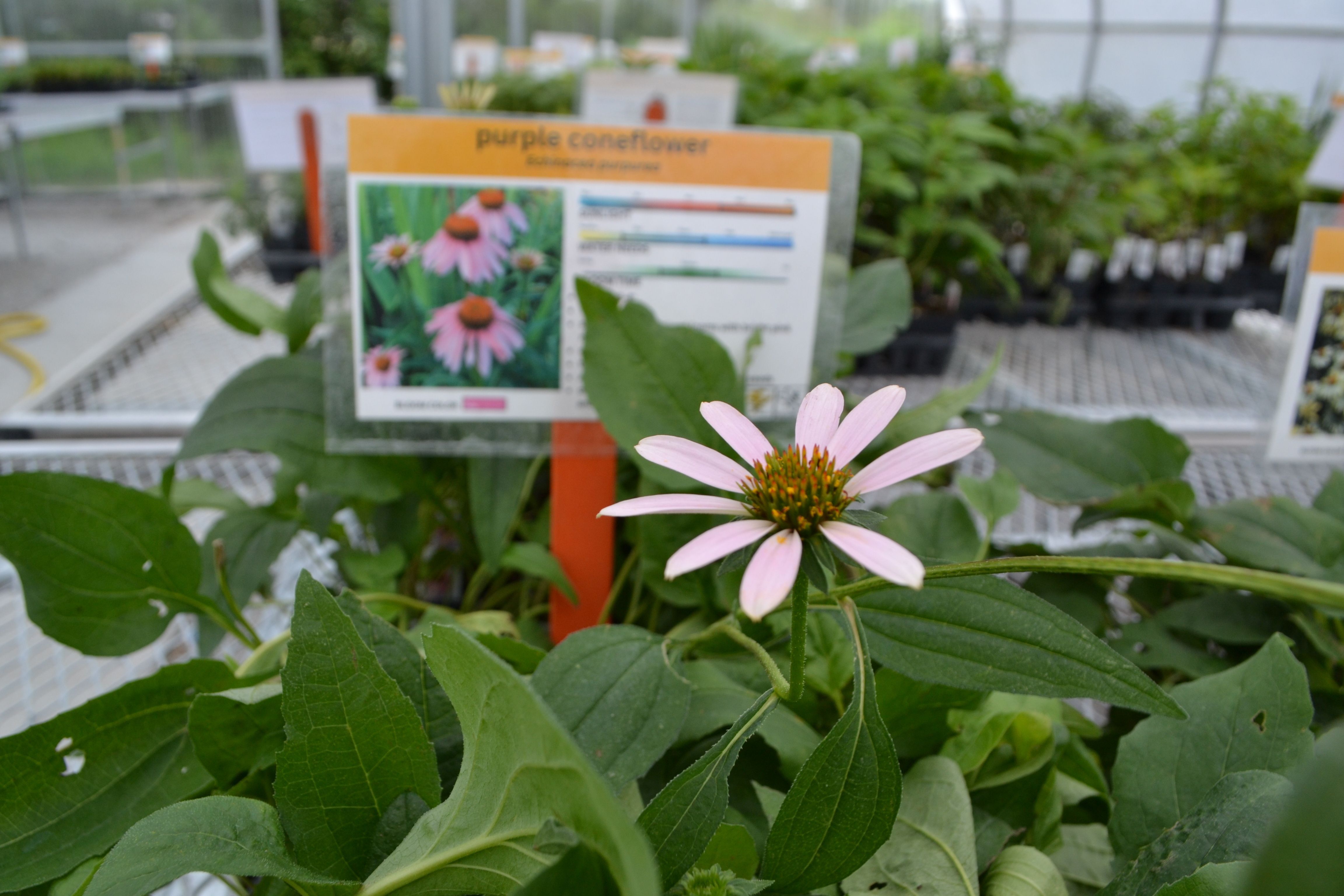 Images shows one pale pink coneflower bloom in front of a coneflower plant sign in a greenhouse.