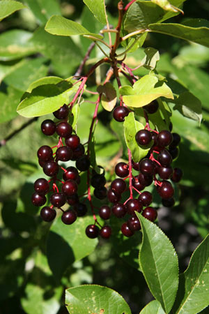 Chokecherries in the fall