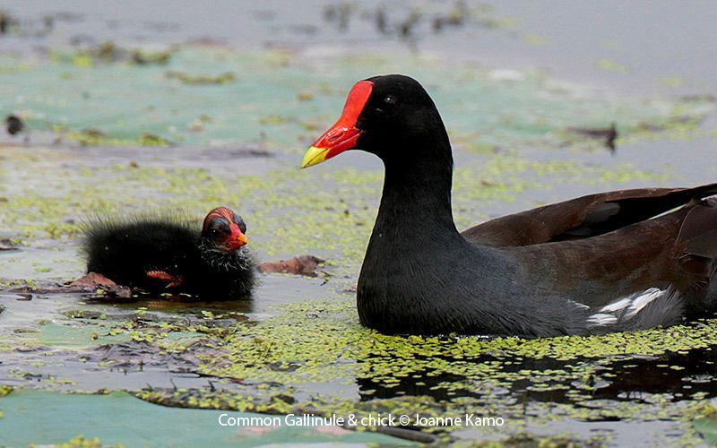 Common Gallinule