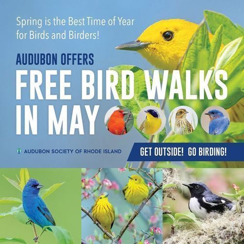 Spring is the best time of year for birds and birders! Audubon offers free daily bird walks in May 