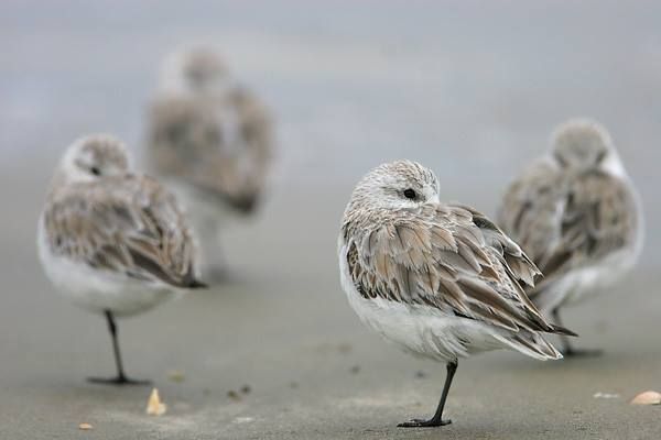 Sanderlings