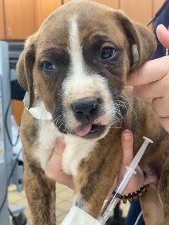 Rescue of Peanut, An 8-Week-Old Abandoned Pit Bull Puppy With Head Trauma and Broken Jaw (One Green Planet)