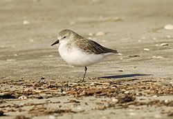 Semipalmated Sandpiper