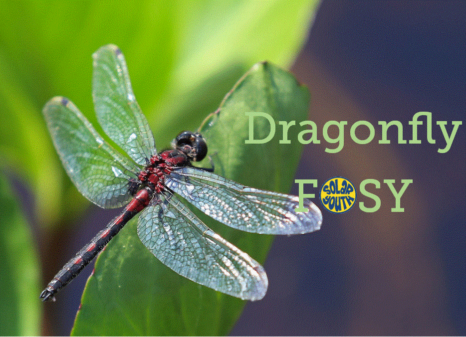Become a Dragonfly FOSY