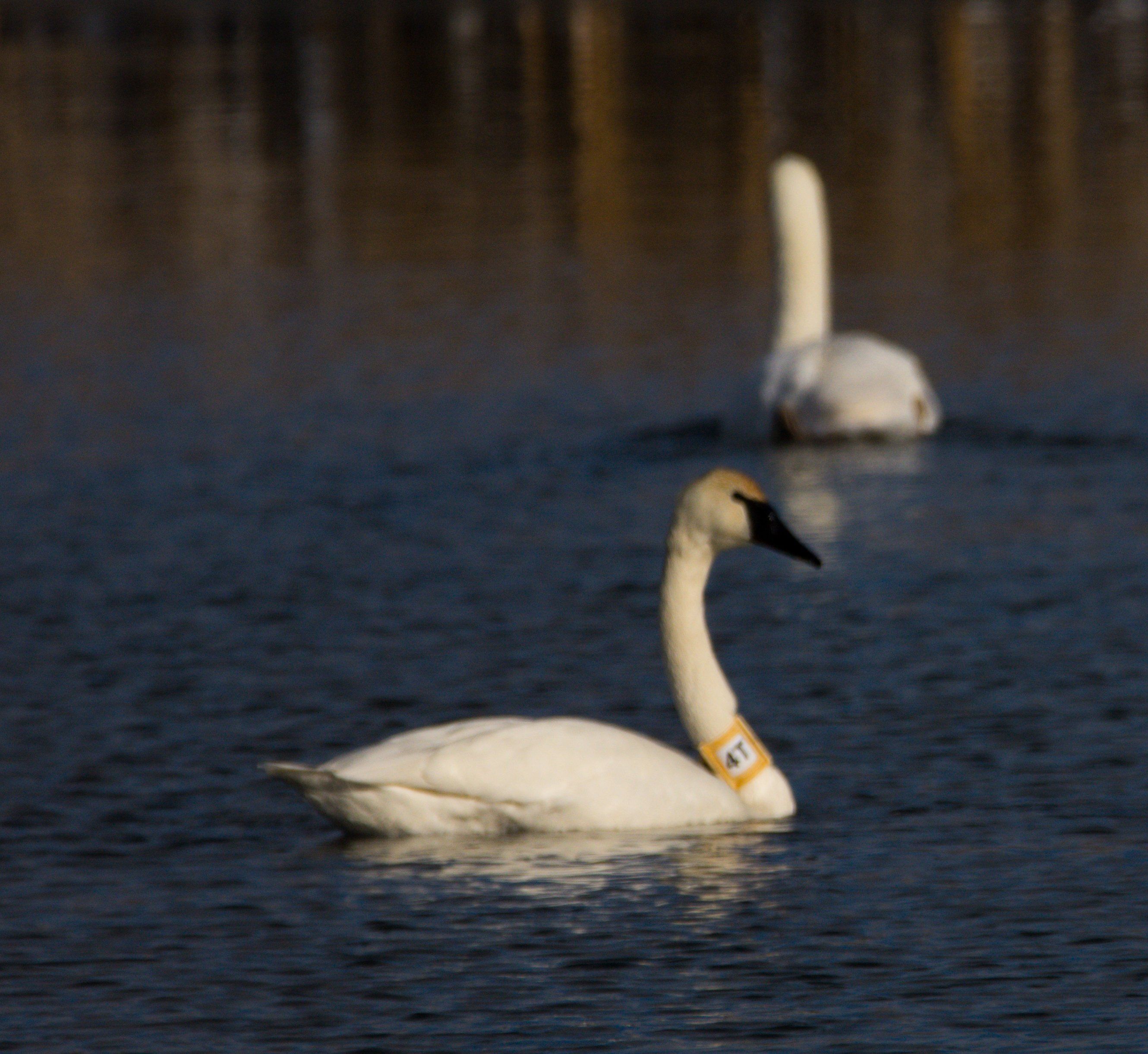Minnesota female swan 4T spends the winter in Michigan