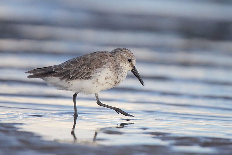 Western Sandpiper