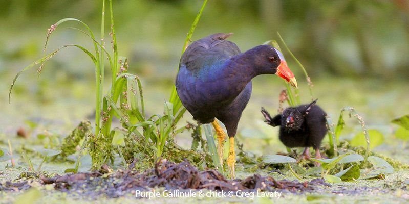 Purple Gallinule