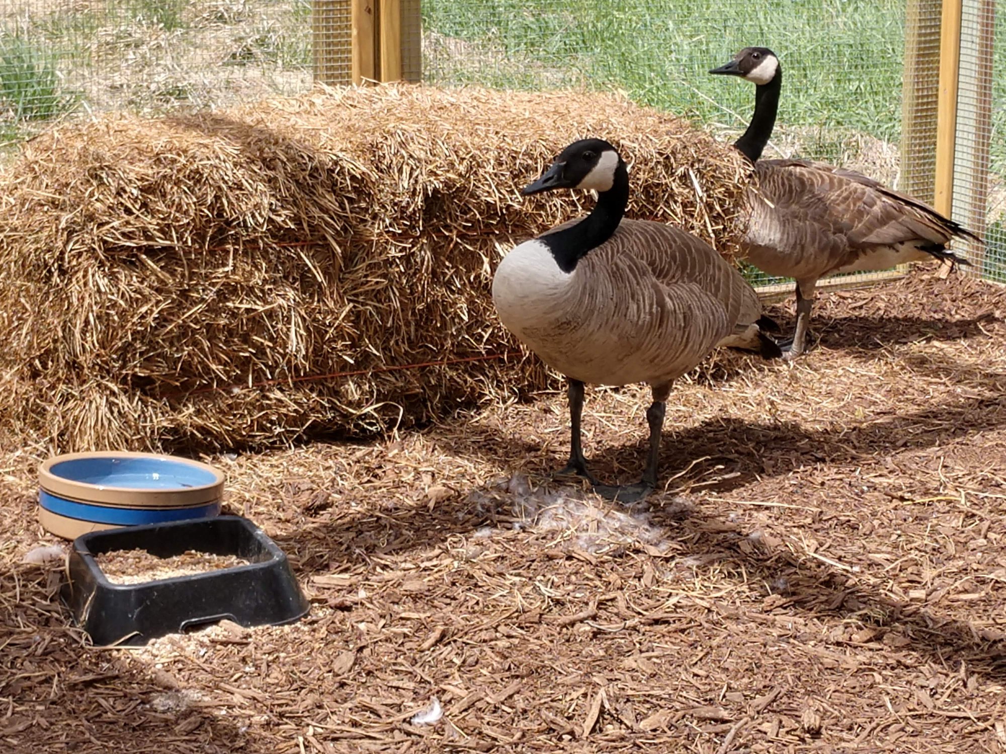 Geese at Gene Leahy Mall Rescued