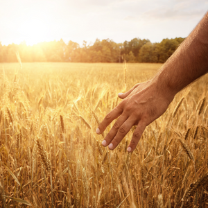 photo of man's hand in a wheat field