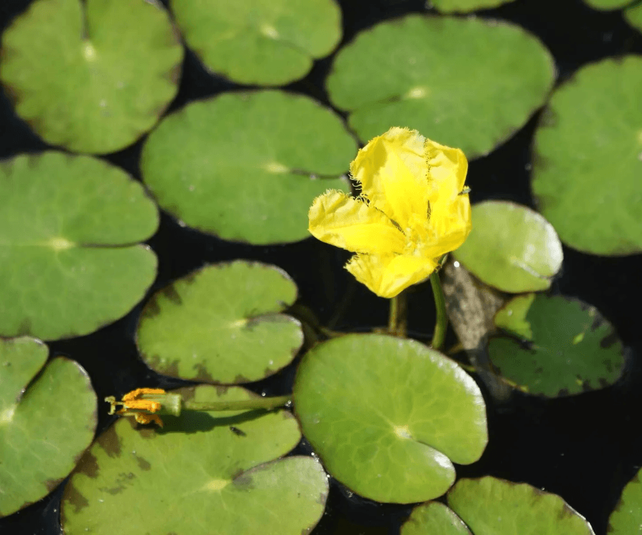 Yellow Floating Heart