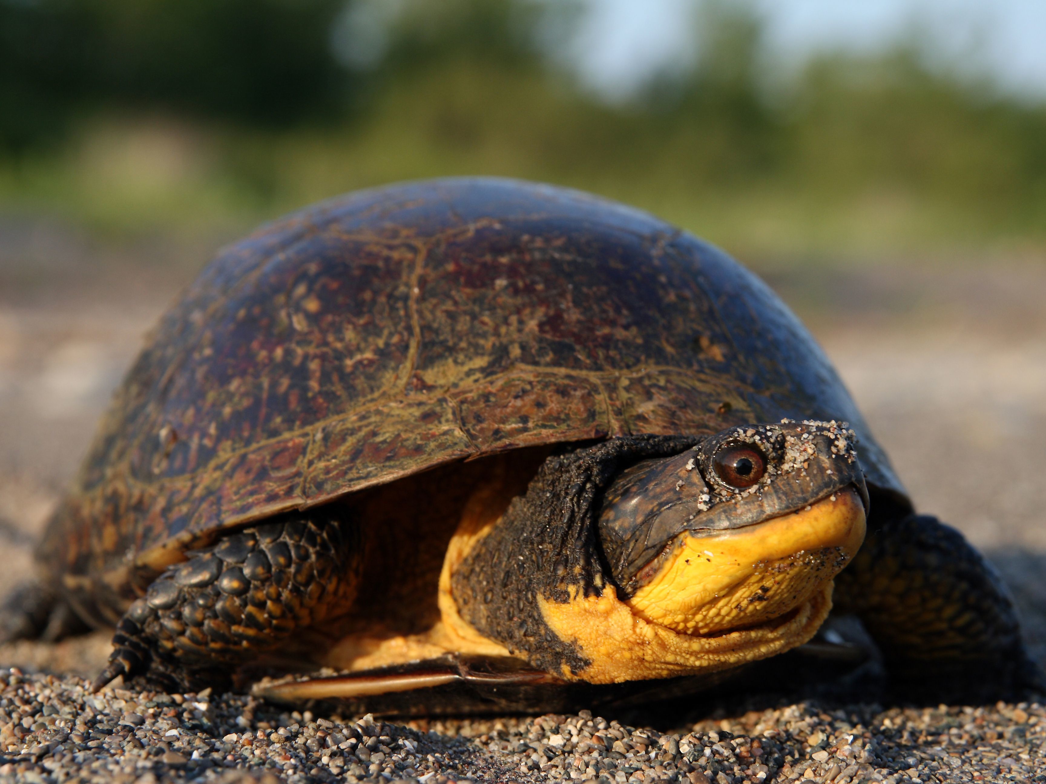 Turtle Species at Risk