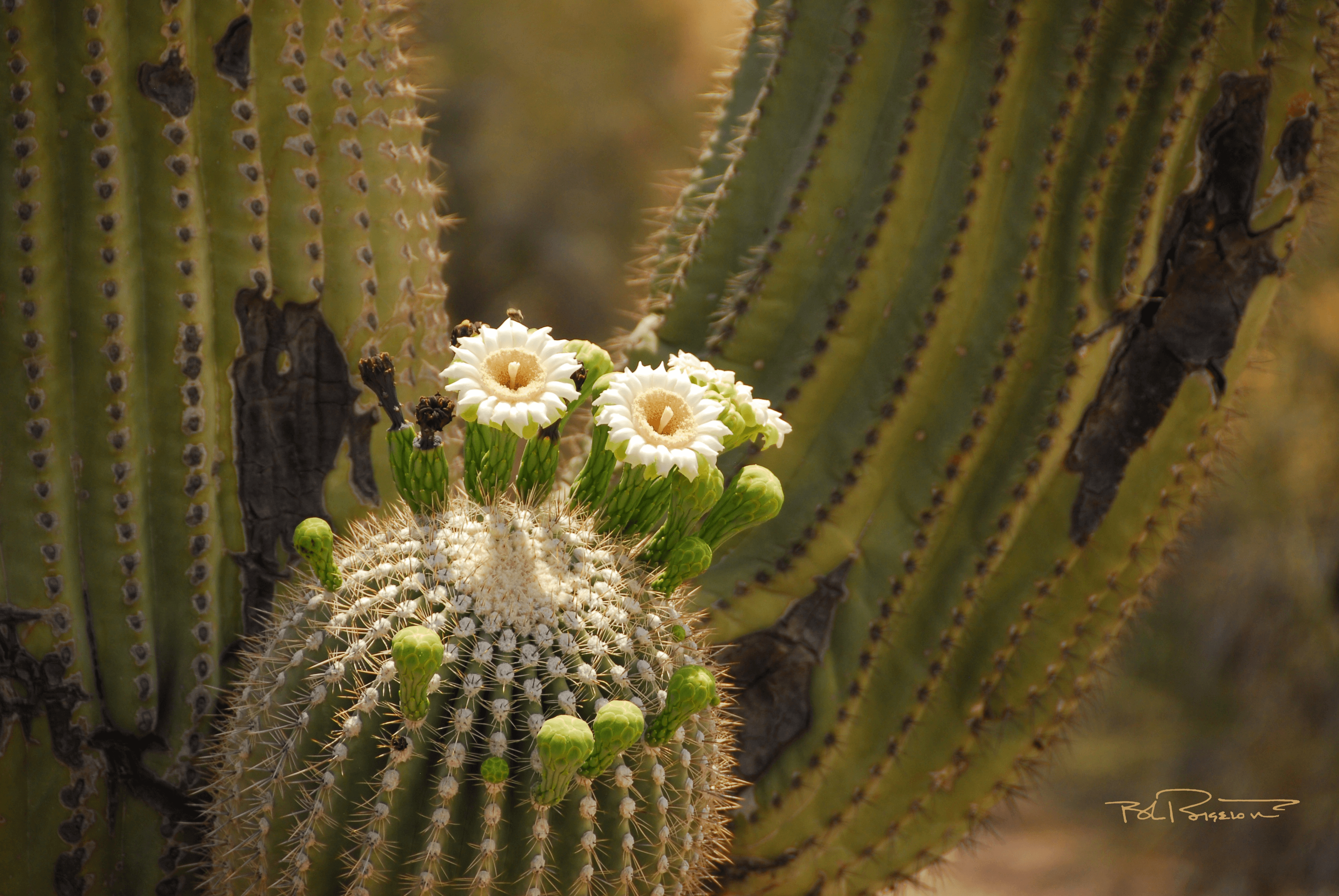 Saguaro Blossom 2