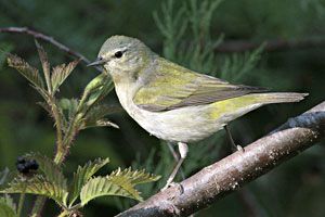 Tennessee Warbler